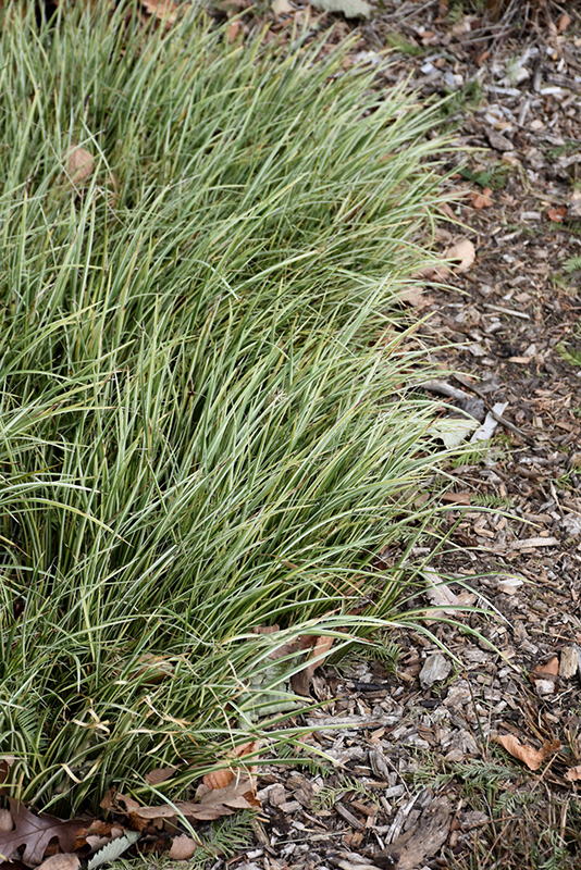 Variegated Grassy-Leaved Sweet Flag (Acorus gramineus 'Variegatus') at Pender Pines Garden Center