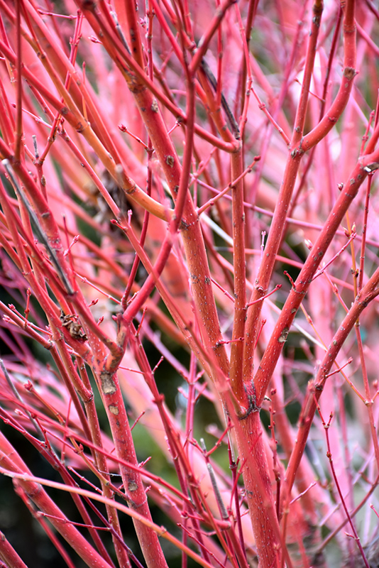 Coral Bark Japanese Maple (Acer palmatum 'Sango Kaku') at Pender Pines Garden Center