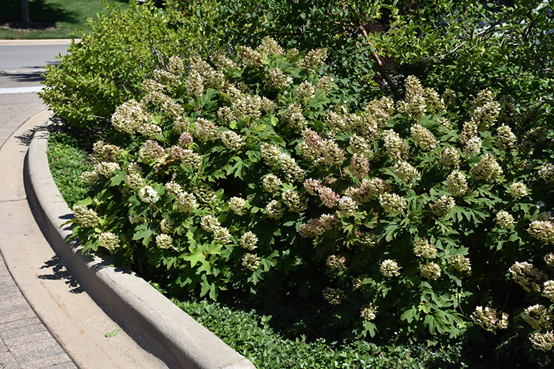 Snow Queen Hydrangea (Hydrangea quercifolia 'Snow Queen') at Pender Pines Garden Center