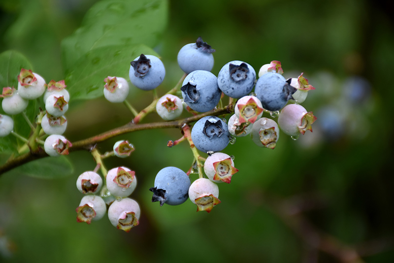 Highbush Blueberry (Vaccinium corymbosum) at Pender Pines Garden Center