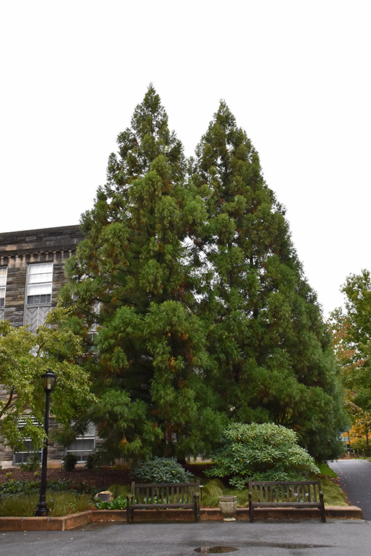 Yoshino Japanese Cedar (Cryptomeria japonica 'Yoshino') at Pender Pines Garden Center