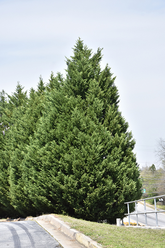 Leyland Cypress (Cupressocyparis x leylandii) at Pender Pines Garden Center
