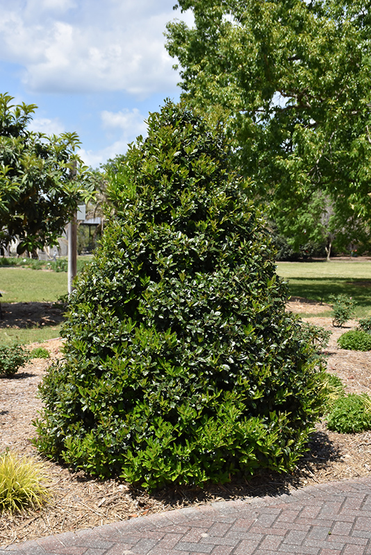 Oak Leaf Holly (Ilex 'Conaf') at Pender Pines Garden Center