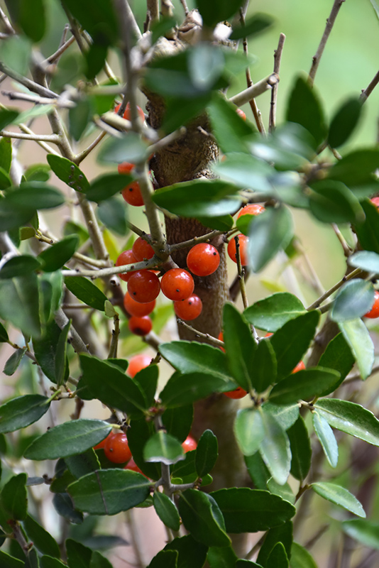 Scarlet's Peak Yaupon Holly (Ilex vomitoria 'Scarlet's Peak') in