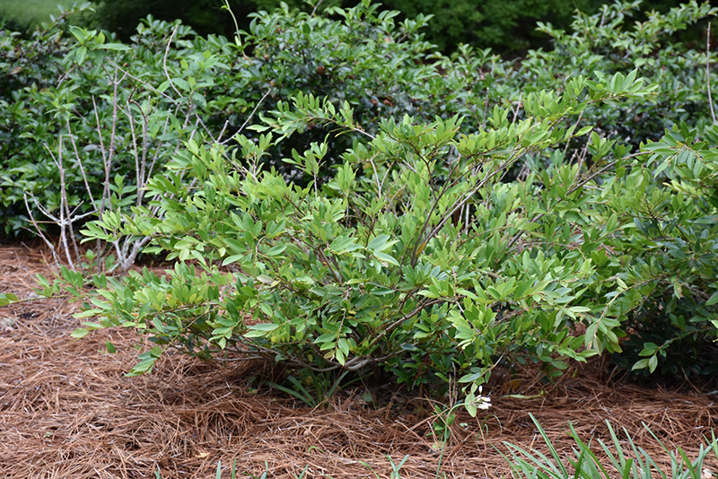 Cinnamon Girl Evergreen Distylium (Distylium 'PIIDIST-V') at Pender Pines Garden Center