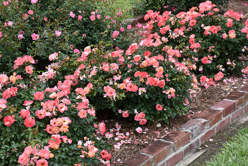 Peach Drift Rose (Rosa 'Meiggili') at Pender Pines Garden Center