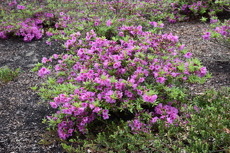 Herbert Azalea (Rhododendron 'Herbert') at Pender Pines Garden Center