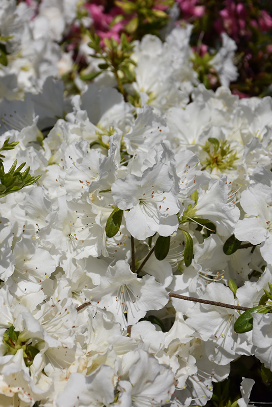 Girard's Pleasant White Azalea (Rhododendron 'Girard's Pleasant White') at Pender Pines Garden Center