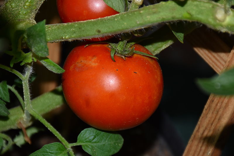 Tempting Tomatoes Garden Treasure Tomato (Solanum lycopersicum 'Garden Treasure') at Pender Pines Garden Center