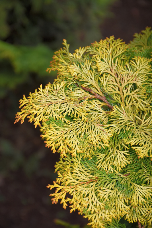 Golden Hinoki Falsecypress (Chamaecyparis obtusa 'Aurea') at Pender Pines Garden Center