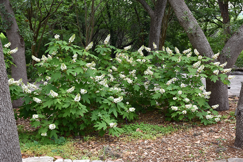 Oakleaf Hydrangea (Hydrangea quercifolia) at Pender Pines Garden Center