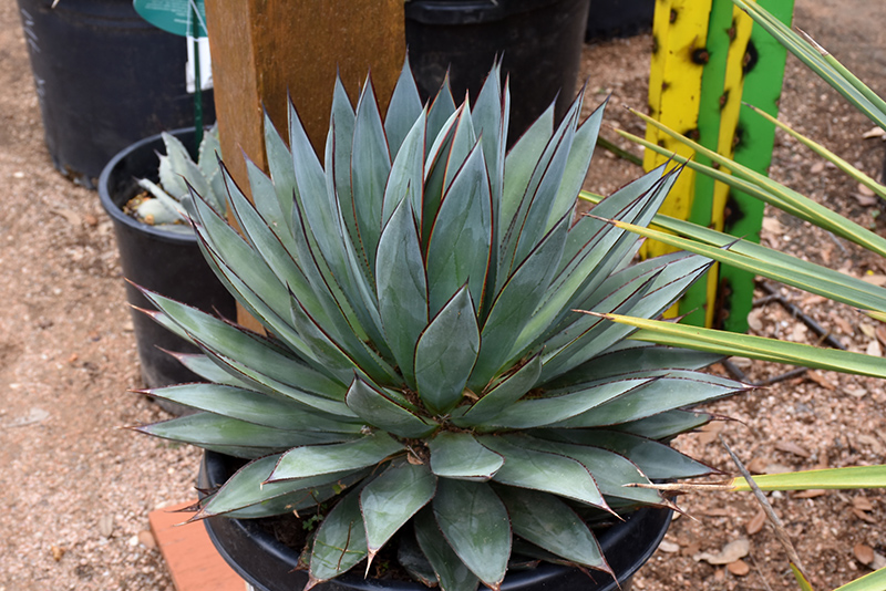 Blue Glow Agave (Agave 'Blue Glow') at Pender Pines Garden Center