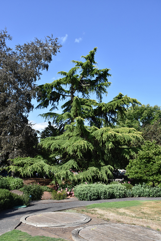 Deodar Cedar (Cedrus deodara) at Pender Pines Garden Center