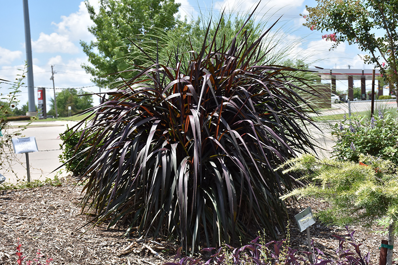 Princess Caroline Fountain Grass (Pennisetum purpureum 'Princess Caroline') at Pender Pines Garden Center