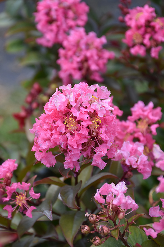 Coral Magic Crapemyrtle (Lagerstroemia 'Coral Magic') at Pender Pines Garden Center
