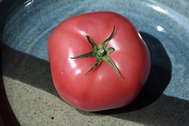Brandywine Pink Tomato (Solanum lycopersicum 'Brandywine Pink') at Pender Pines Garden Center