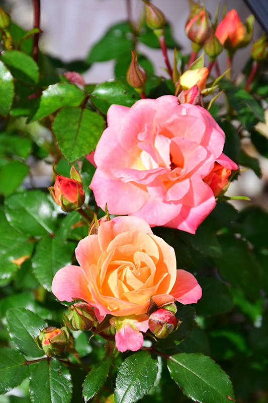 Peach Drift Rose (Rosa 'Meiggili') at Pender Pines Garden Center