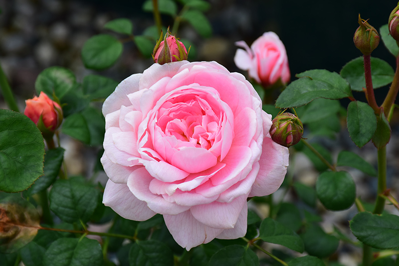 Queen Of Sweden Rose (Rosa 'Queen Of Sweden') at Pender Pines Garden Center
