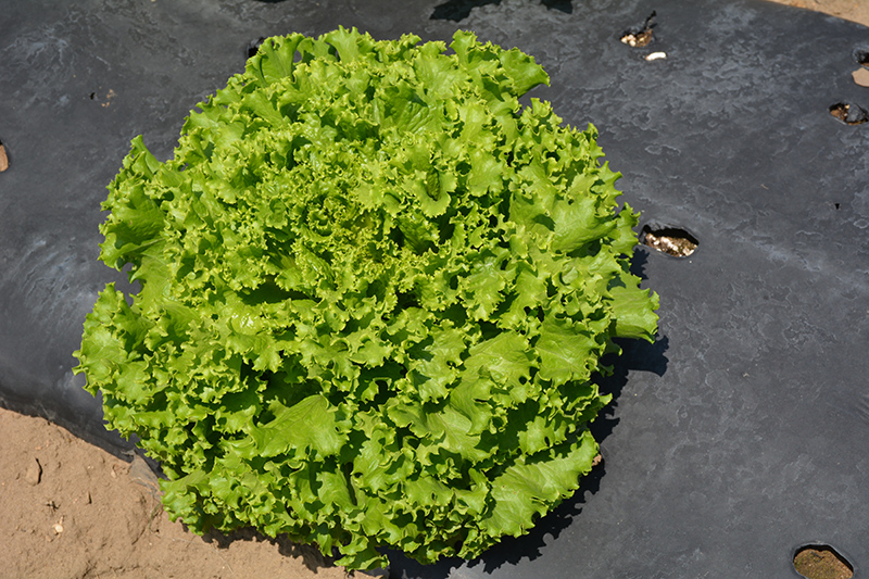 Green Salad Bowl Lettuce (Lactuca sativa var. crispa 'Green Salad bowl') at Pender Pines Garden Center