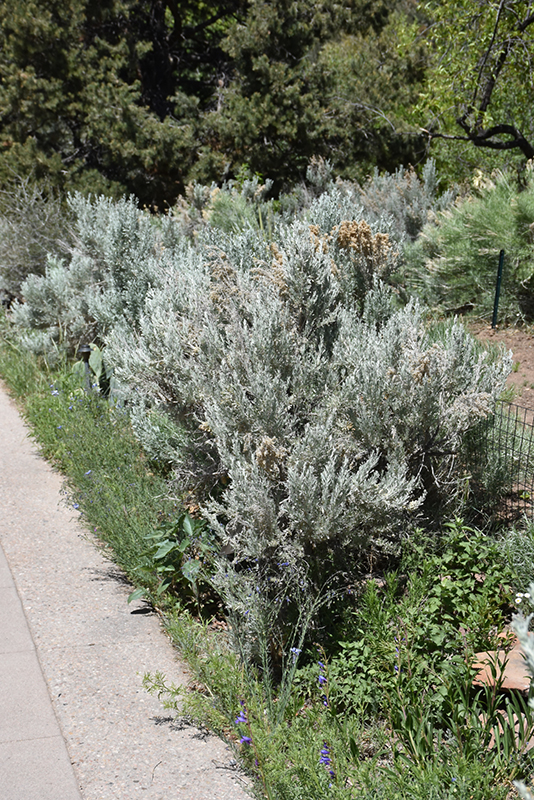 Big Sagebrush (Artemisia tridentata) at Pender Pines Garden Center