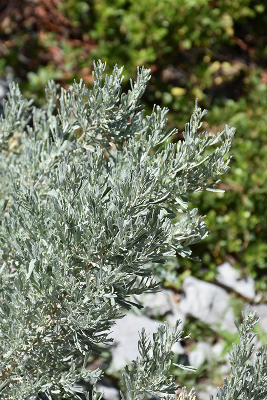 Big Sagebrush (Artemisia tridentata) at Pender Pines Garden Center