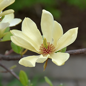 Plant Photo 9