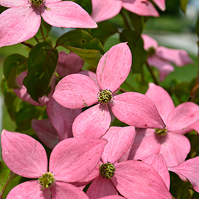 Plant Photo 8